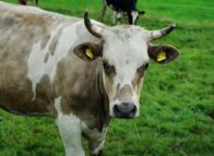 Goede zorg voor kalf levert een goede melkkoe op