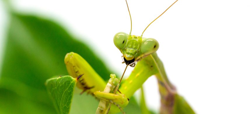 Nederland grootste insectenimporteur van de EU