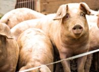 5 indicatoren voor goed stalklimaat in varkensstallen