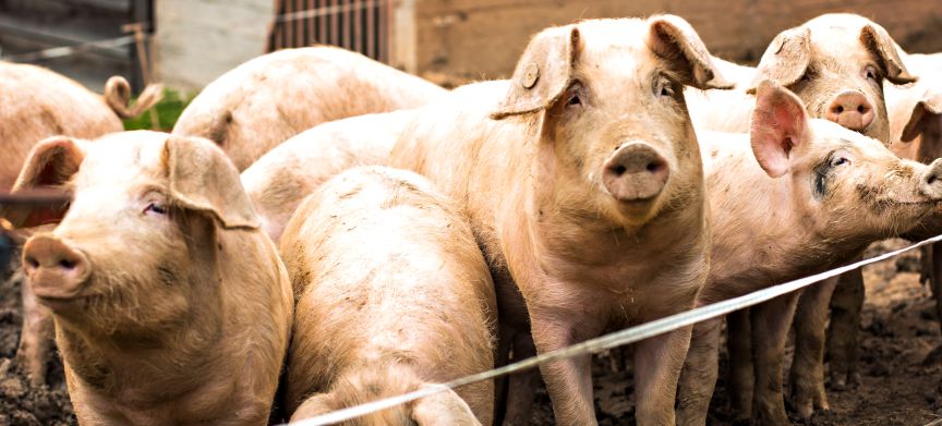 5 indicatoren voor goed stalklimaat in varkensstallen