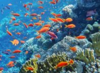 Riffen herstellen met kunstmatig koraal