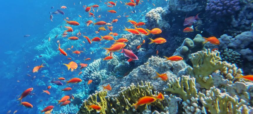 Riffen herstellen met kunstmatig koraal