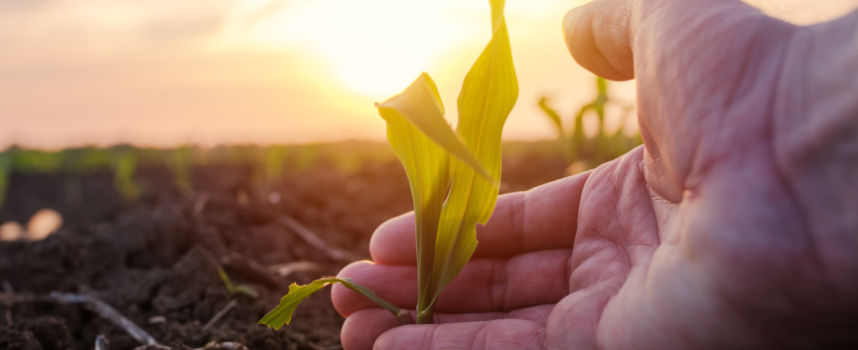 Mengteelt en strokenteelt draagt bij aan biodiversiteit